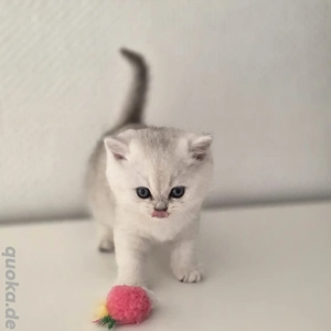 Bkh Kitten vom Züchter mit Stammbaum