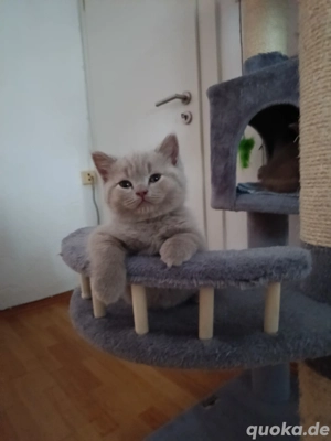 BKH Kitten Reinrassige 