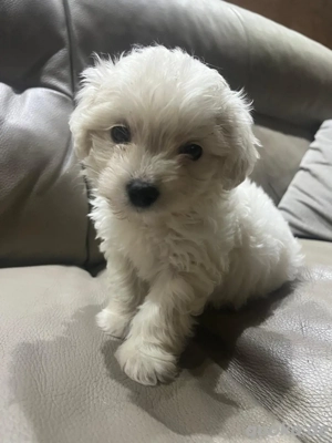 Maltipoo welpen suchen neues zuhause