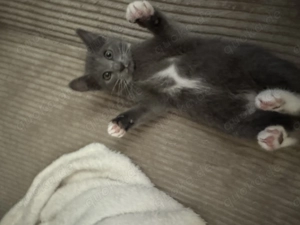 Kitten 11 Wochen alt 