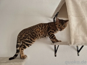 Wunderschöner Bengal Kater sucht liebevolles Einzelzuhause 