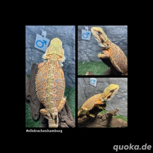 No.3 Citrus Blue Bartagame male (pogona vitticeps) NZ April 2025