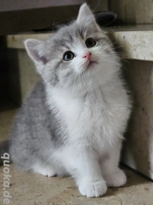 British Mix Kätzchen  ab sofort suchen ein neues Zuhause!   