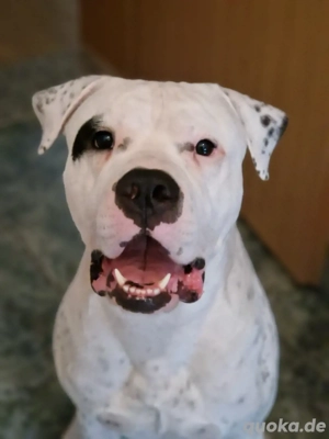 Mischling sucht neues zu Hause!