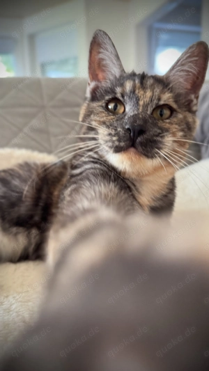 Kurilian Bobtail Kitten   Kätzchen  Katzen   Kater Katze 