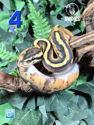 1.0 Pastel Piebald NZ25 - Königspython Python regius