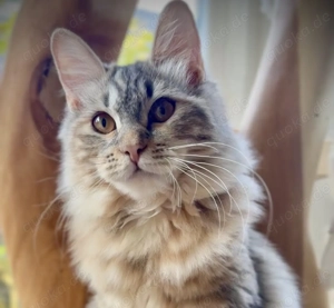 Kurilian Bobtail Langhaar KBL Kitten   Katze   Kater   Katzen   Kätzchen 