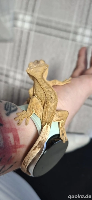 Kronengecko 