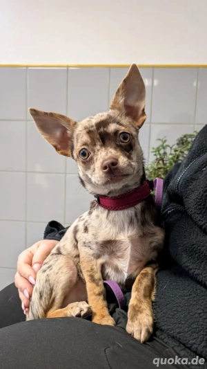 Chihuahua Welpe mit Ahnentafel 