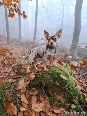 Chihuahua Welpe mit Ahnentafel 