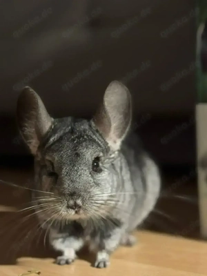   Liebevolles Zuhause für Chinchilla-Dame Molly gesucht 