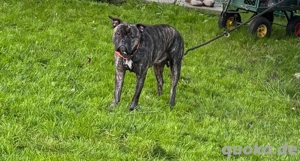 bully mix sucht dringend 