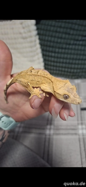 Kronengecko :)