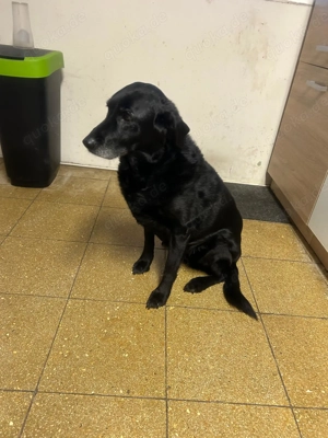 Hund sucht neues Zuhause 