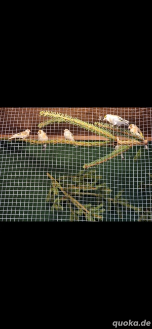 stieglitz major und kleinere art  verschiedene Mutationen 