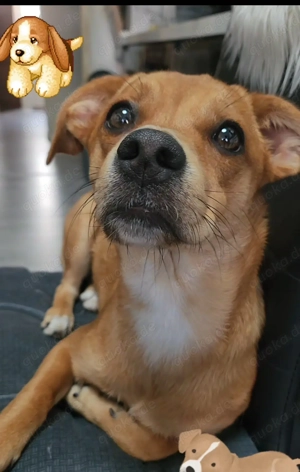 Hund Mischling Chiweenie