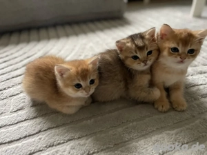 Reinrassige BKH-Kätzchen Golden 