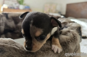 Chihuahua Welpe Weibchen kurzhaar 