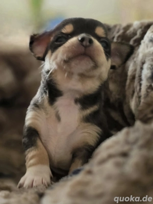 Chihuahua Welpe kurzhaar Rüde bunt