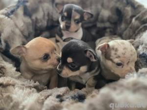 Chihuahua kurzhaar Welpen 1 Hündin 3 Rüden