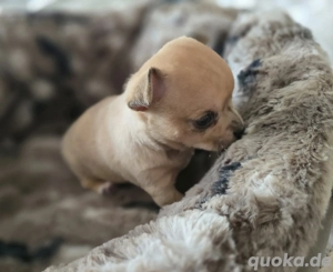 Chihuahua Welpe kurzhaar Rüde Beige m Schwarzen Flecken 