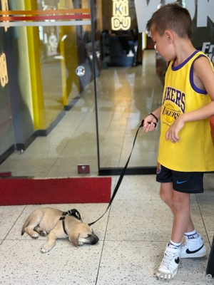 Reinrassiger Kangal    sucht eine liebevolle neue Familie 