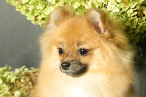 Zuckersüße deutsche Zwergspitz Pomeranian Rüden zu verkaufen