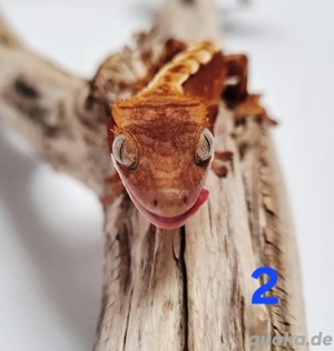 Kronengecko Nachwuchs 0.0.4 unbestimmt