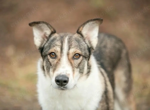 Traum zuhause für Choppy gesucht 