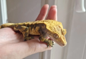 1.0 Kronengecko Harlequin