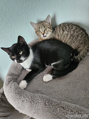 süsse Kätzchen aus Tierschutz 