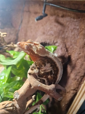 0.1 Kronengecko Harlequin Lilly white 