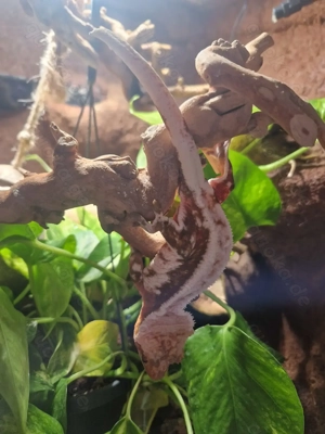 0.1 Kronengecko Harlequin Lilly white 