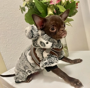 Hübscher Chihuahua 16Wo. in chocolate tan 