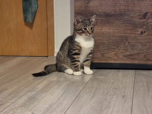 Maine Coon Mix Kater 