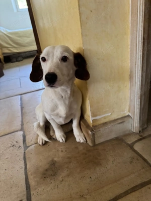 Lilos und BRIOCHE suchen ein Zuhause 