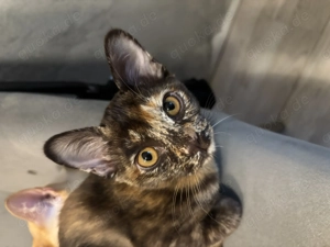 Burma-Kitten suchen liebevolles Zuhause 