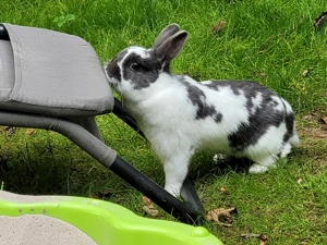 4 weibliche Kaninchen 