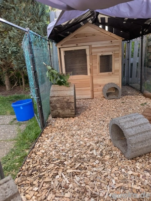 Hasenstall Hühnerstall Kaninchen Zwergkaninchen 