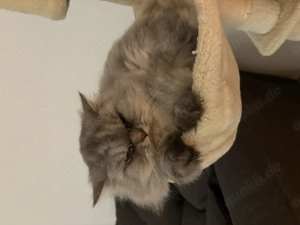 Reinrassige Perserkatzen abzugeben   nur gemeinsam in liebevolle Hände 