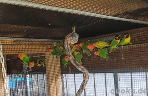 Agaporniden unzertrennliche von 2025