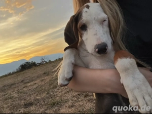 Tierbetreuung & Gassi Service