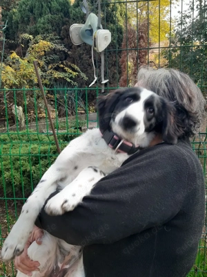 Mila   Fröhliche Junghündin mit großem Herz Bild 5