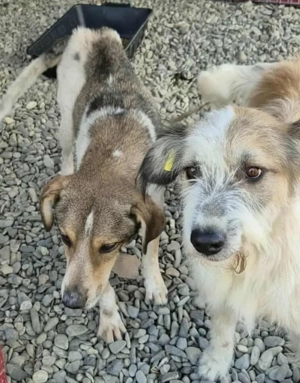 Anna hätte gerne ein Zuhause für immer Bild 5