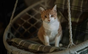 Freundlicher Mikusch wartet auf ein liebevolles Zuhause