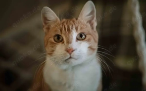 Freundlicher Mikusch wartet auf ein liebevolles Zuhause Bild 2