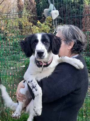 Mila   Fröhliche Junghündin mit großem Herz Bild 4