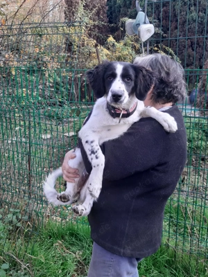 Mila   Fröhliche Junghündin mit großem Herz Bild 3