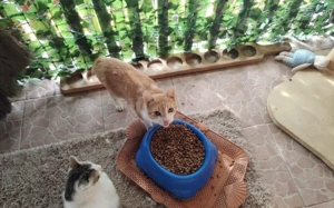 Freundlicher Mikusch wartet auf ein liebevolles Zuhause Bild 3