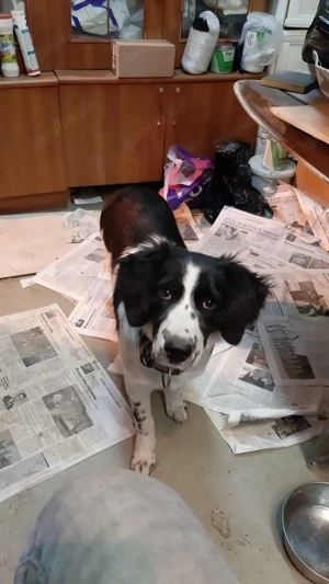 Mila   Fröhliche Junghündin mit großem Herz Bild 2